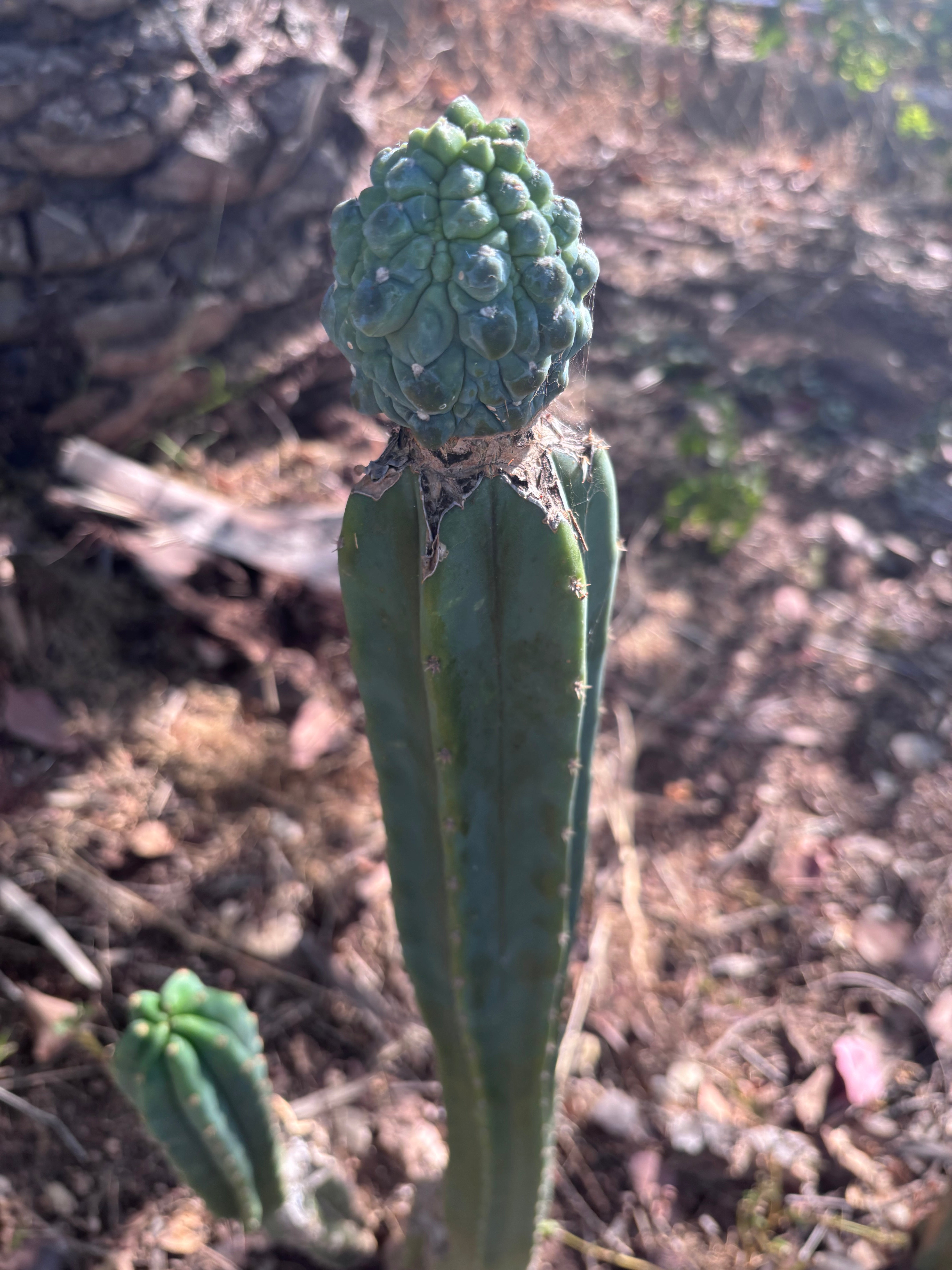 👑💎 Aaaand Again … Another Glorp Graft