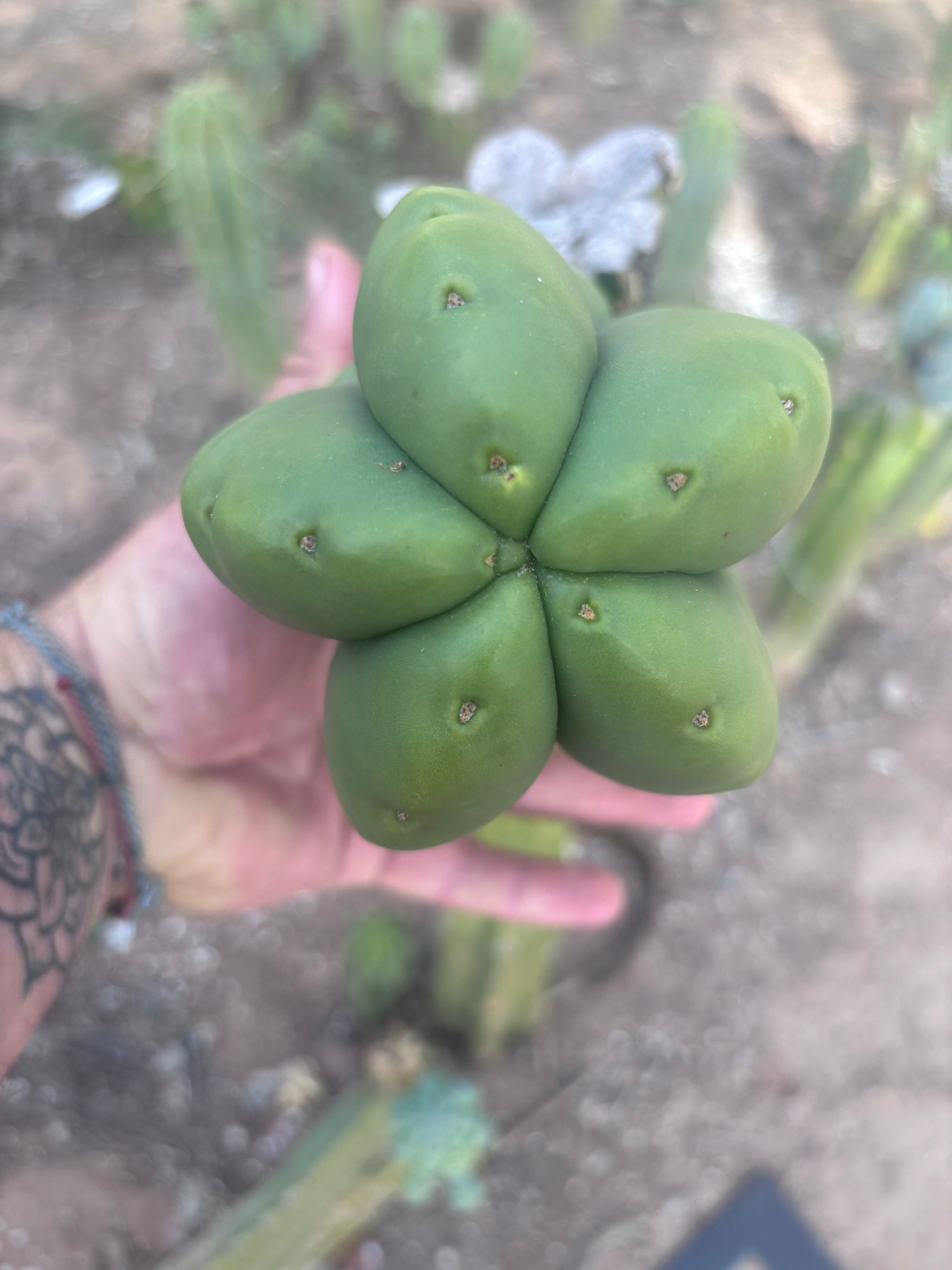 💎👑💎🌶️ Ferah — FAT Melon Pup