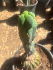 💎👑🌶️ Monster De Cota Cota — 8” Tip