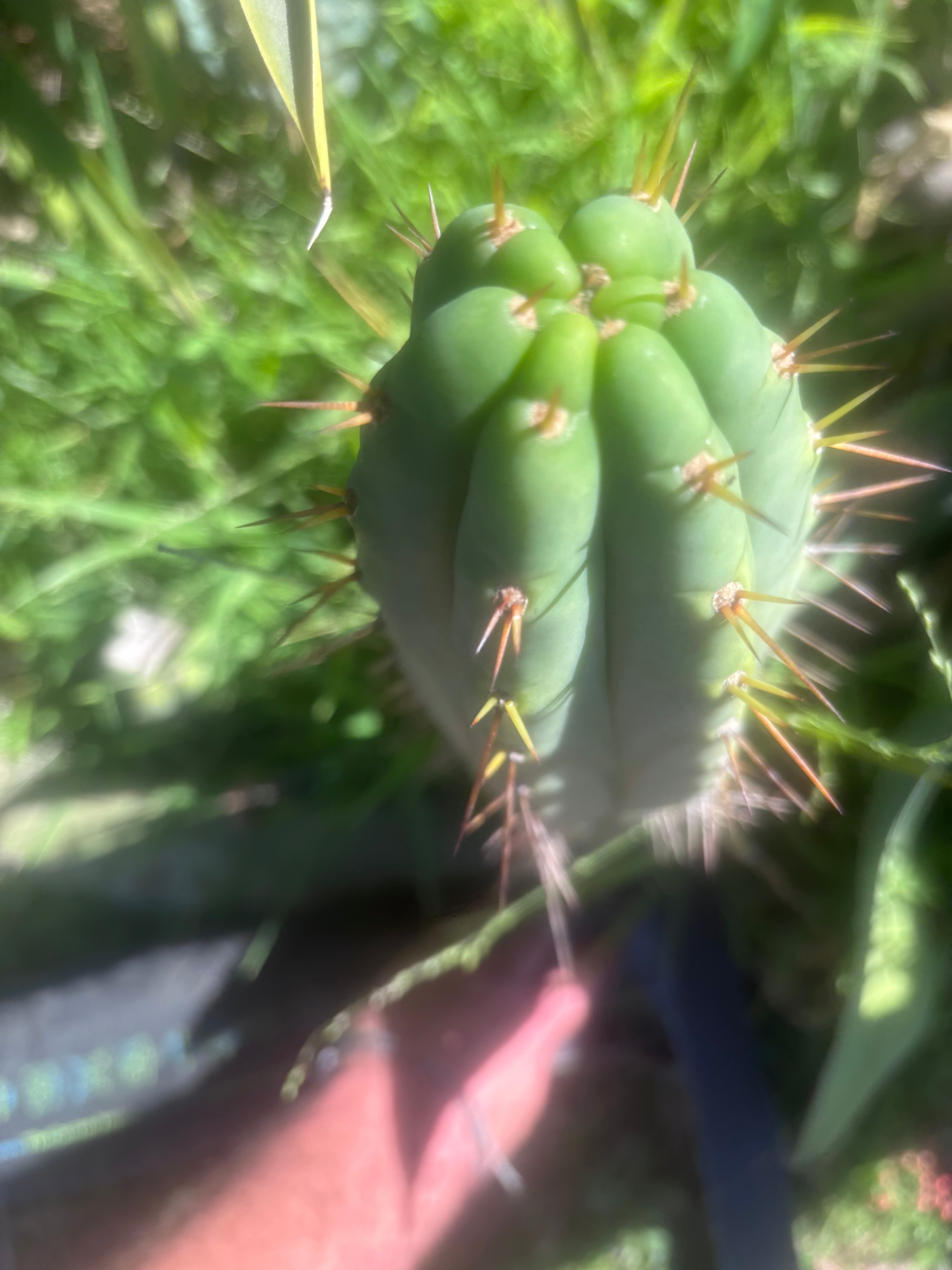 💎👑🌶️ Hammer — XL 18” Pup