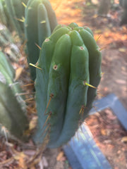 👑🌶️ Hammer — Big 15” Pup