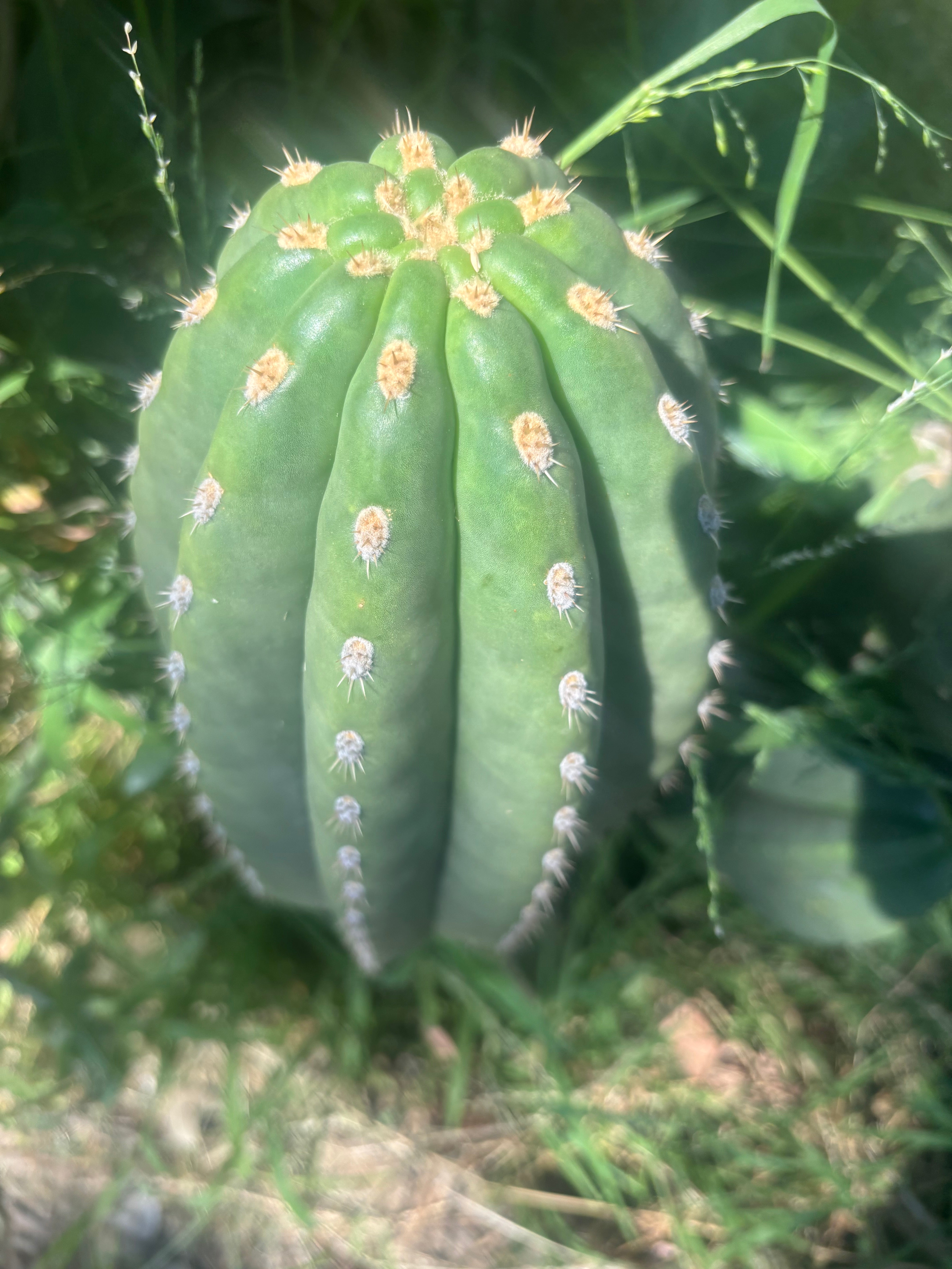 💎👑💎 SASS — Massive 13” Melon