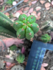 👑🌶️ Torres & Torres — 15” Pup