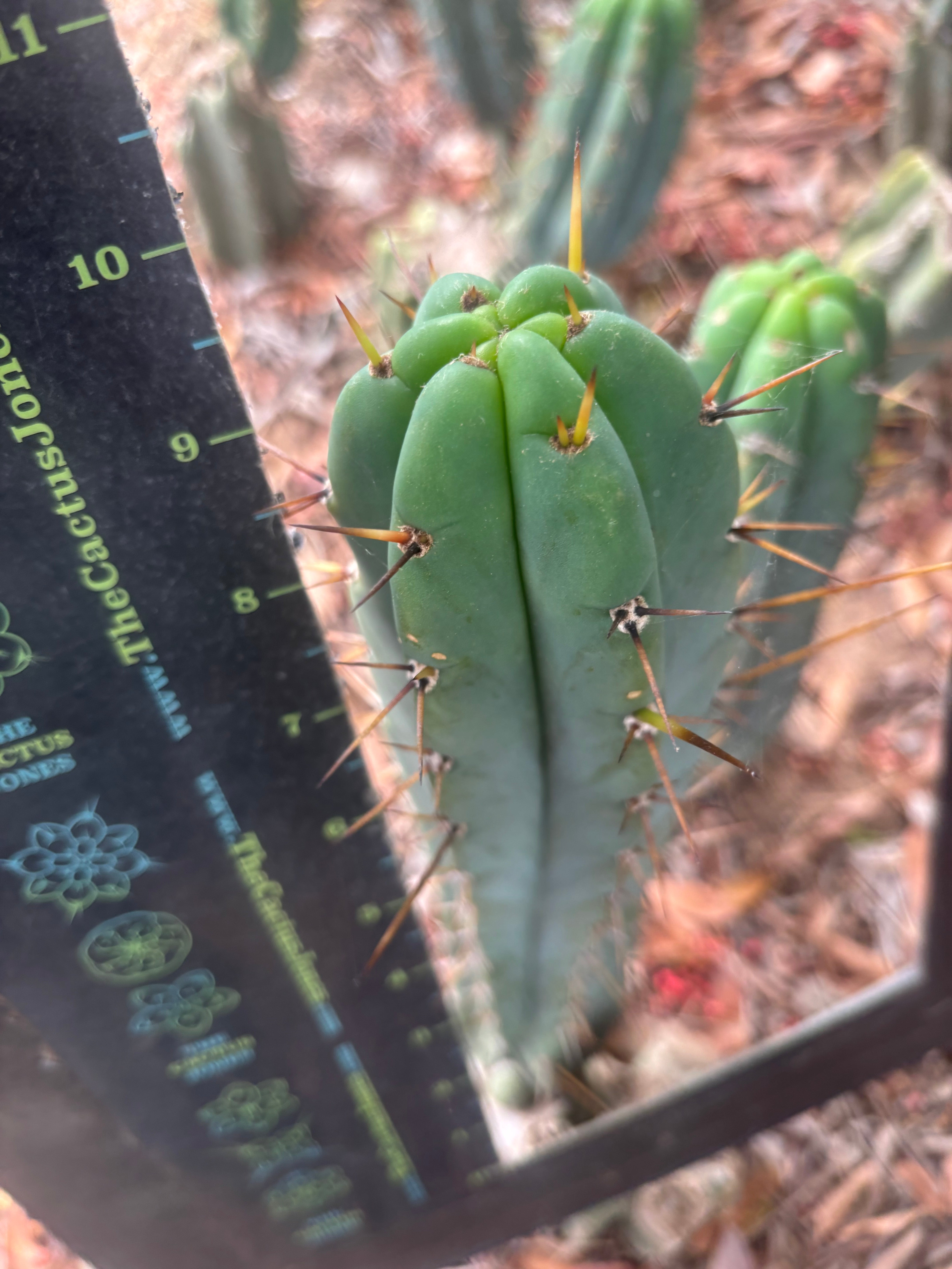 👑🌶️🌶️ Pala — Another 9” Pup