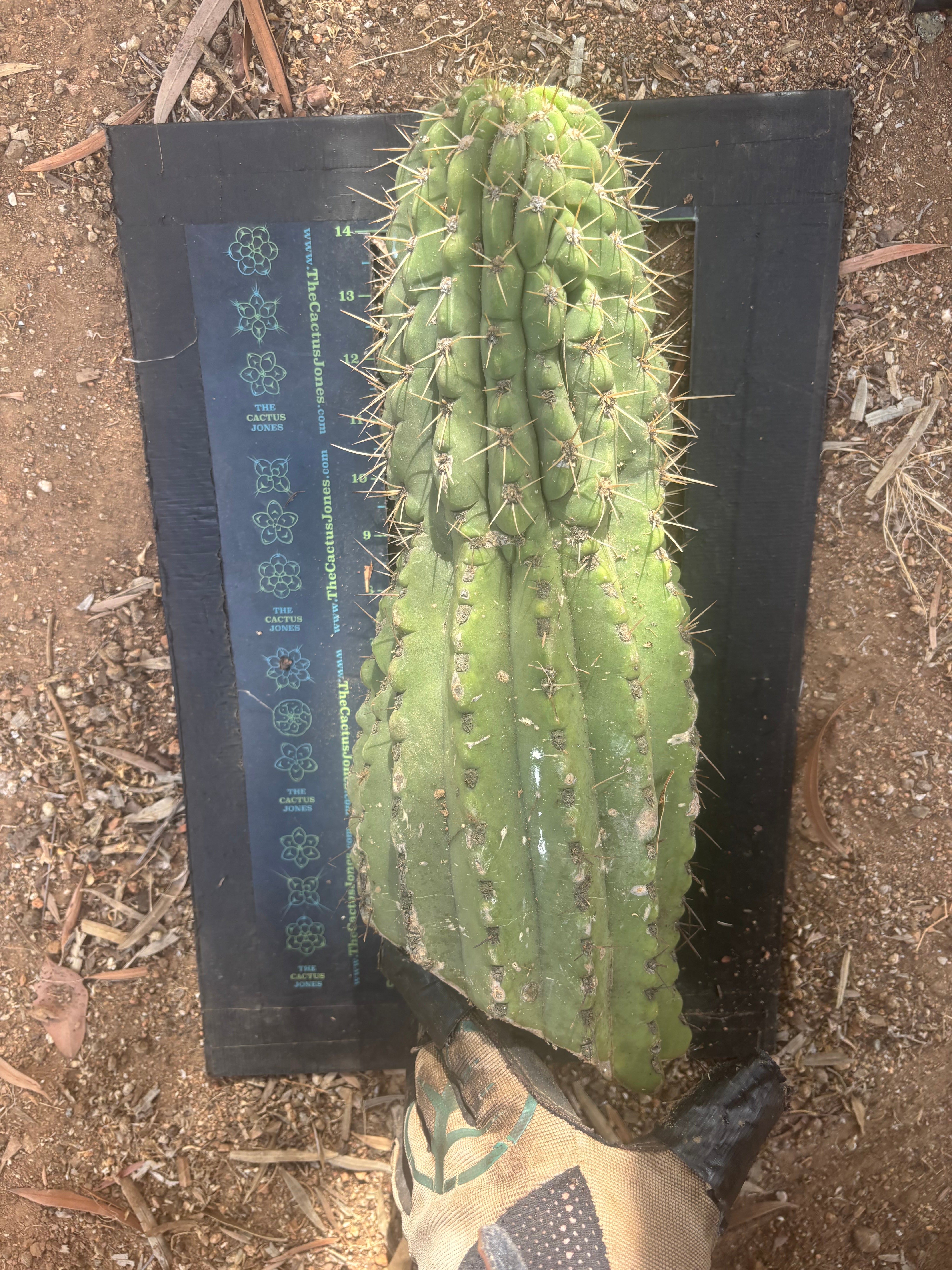 💎👑💎 Meatwad  — Massive 15” Tip