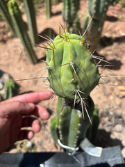 👑💎🌶️  CSD — Large Tip Graft