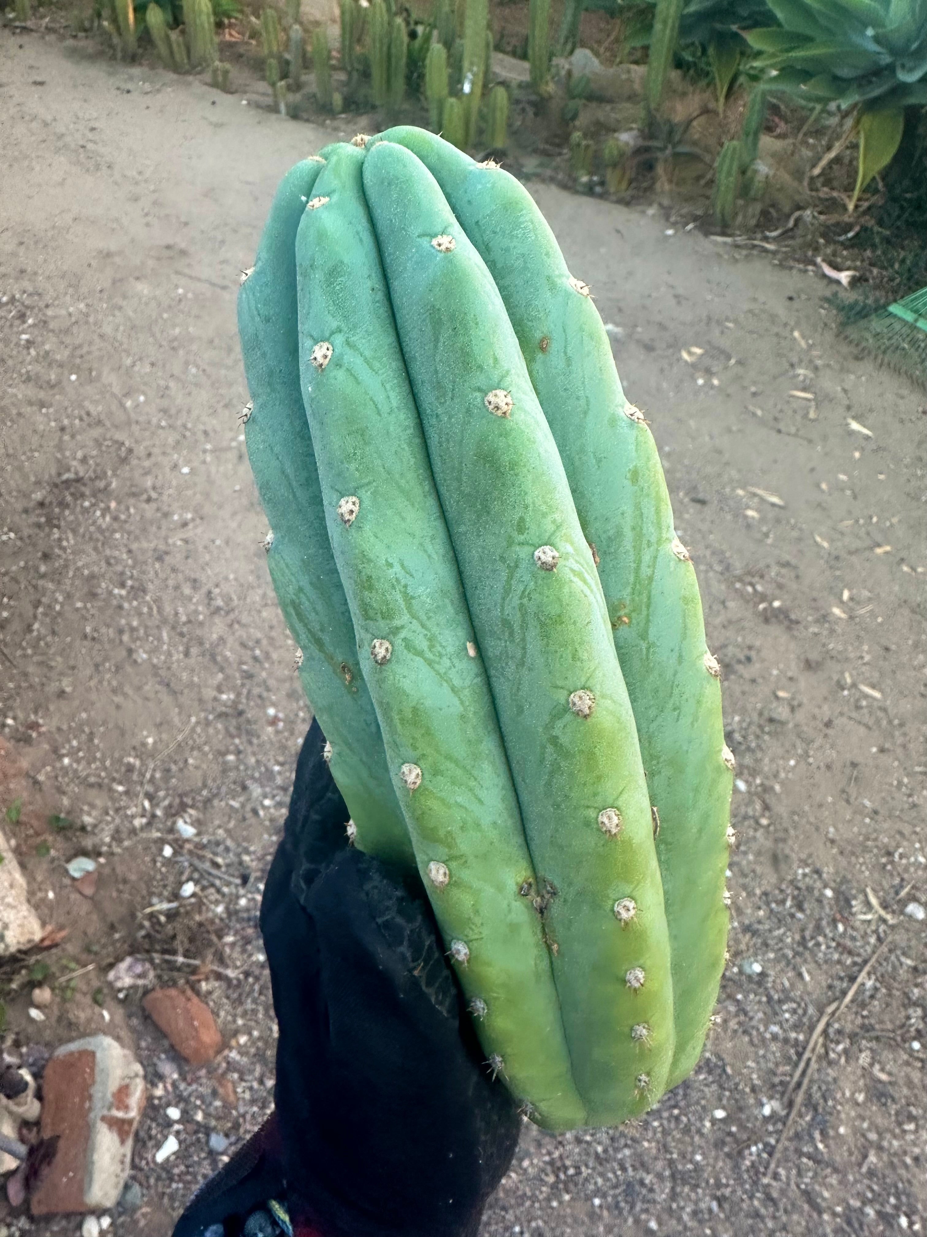 👑🌶️ Tom Juuls Giant — Chonky 10” Pup