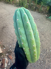 👑🌶️ Tom Juuls Giant — Chonky 10” Pup