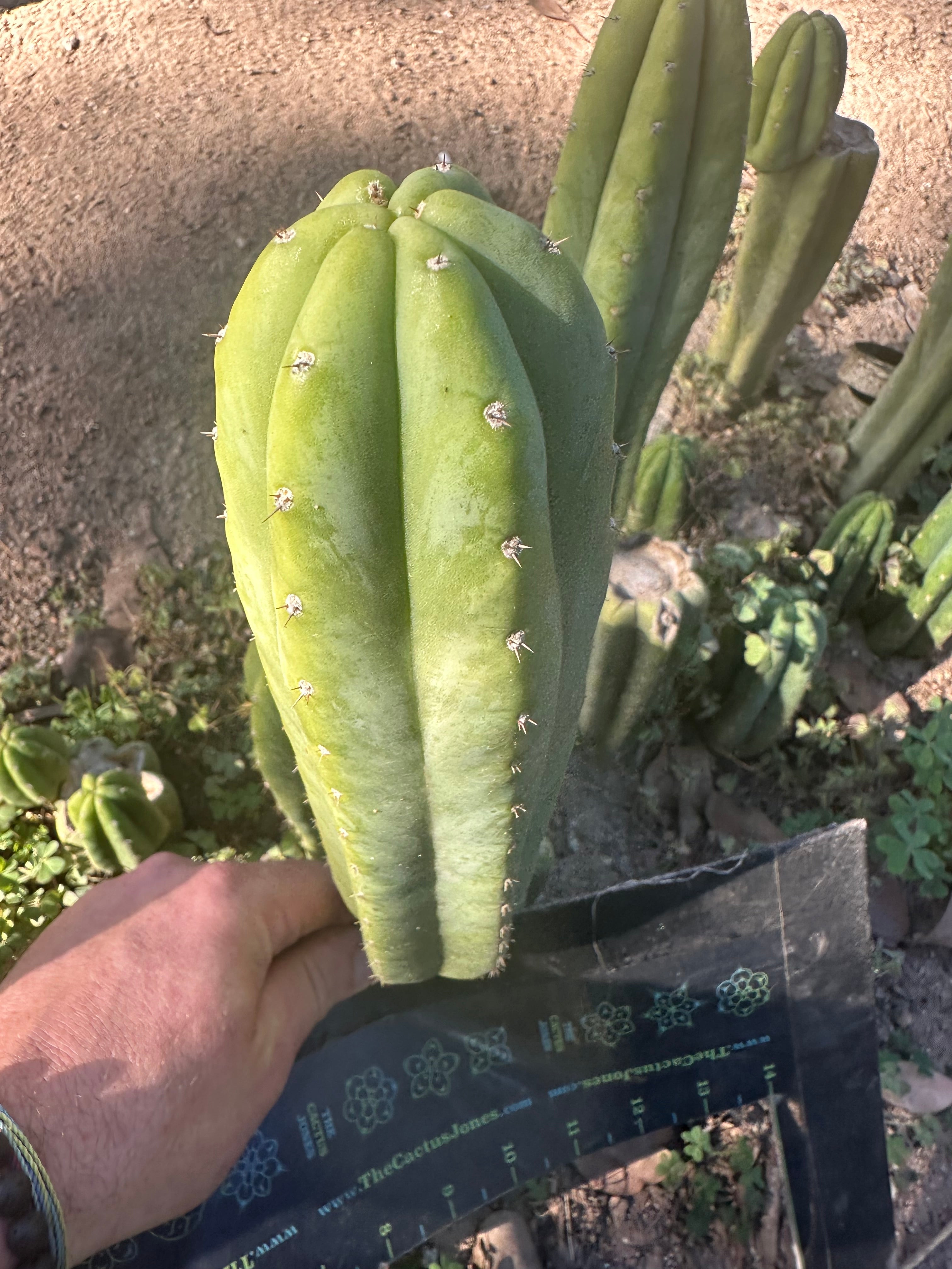 👑🌶️🌶️ Ogun — 10” Tip