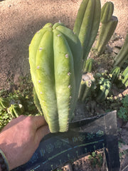 👑🌶️🌶️ Ogun — 10” Tip