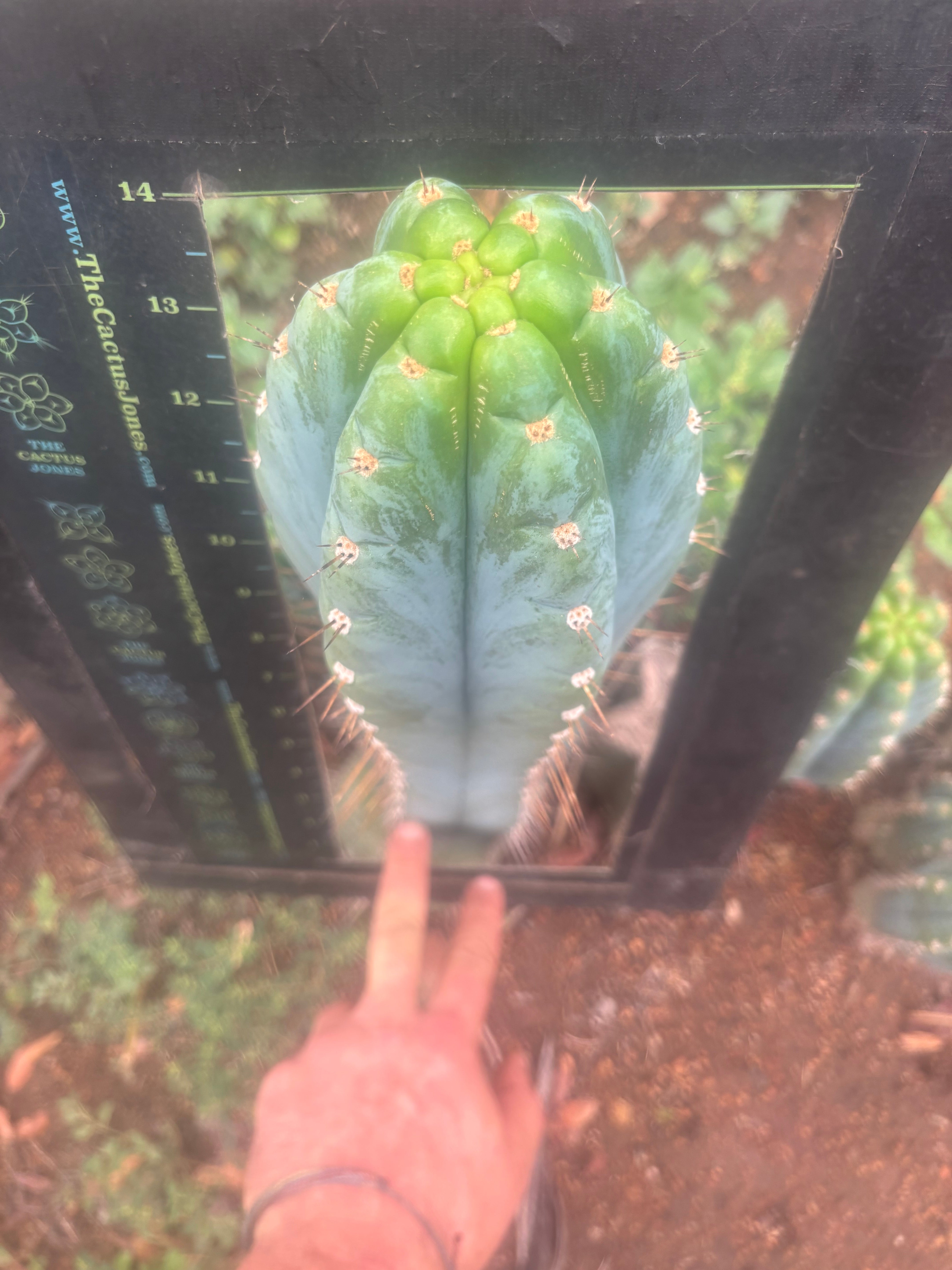 💎👑 Papa Smurf — BIG XL 14” Tip