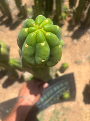 👑🌶️ Maipu — XL 15” Tip