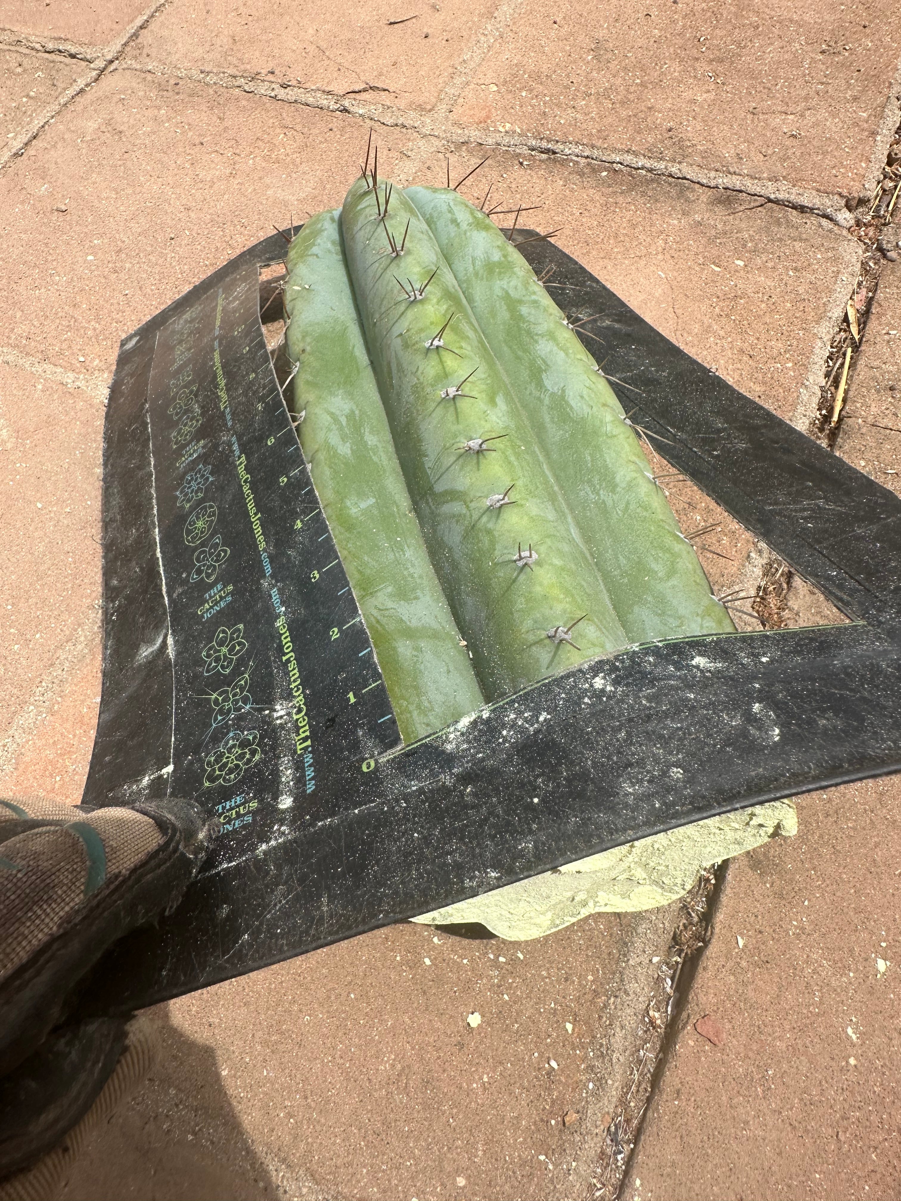 💎👑🌶️ CGG — 15” *MEGA* Tip