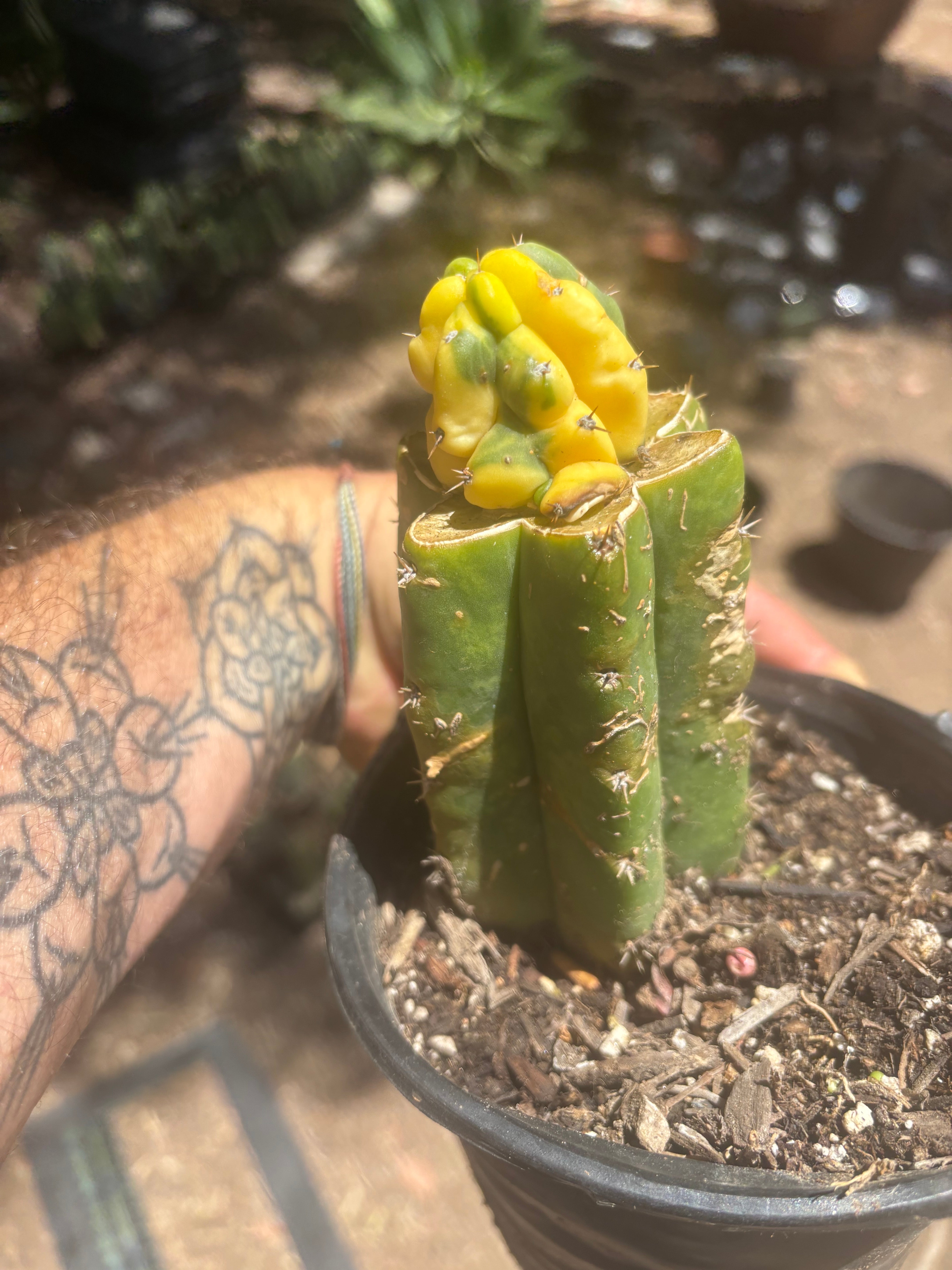 💎👑 Dr Funkenstein — Tip Graft
