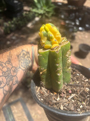 💎👑 Dr Funkenstein — Tip Graft