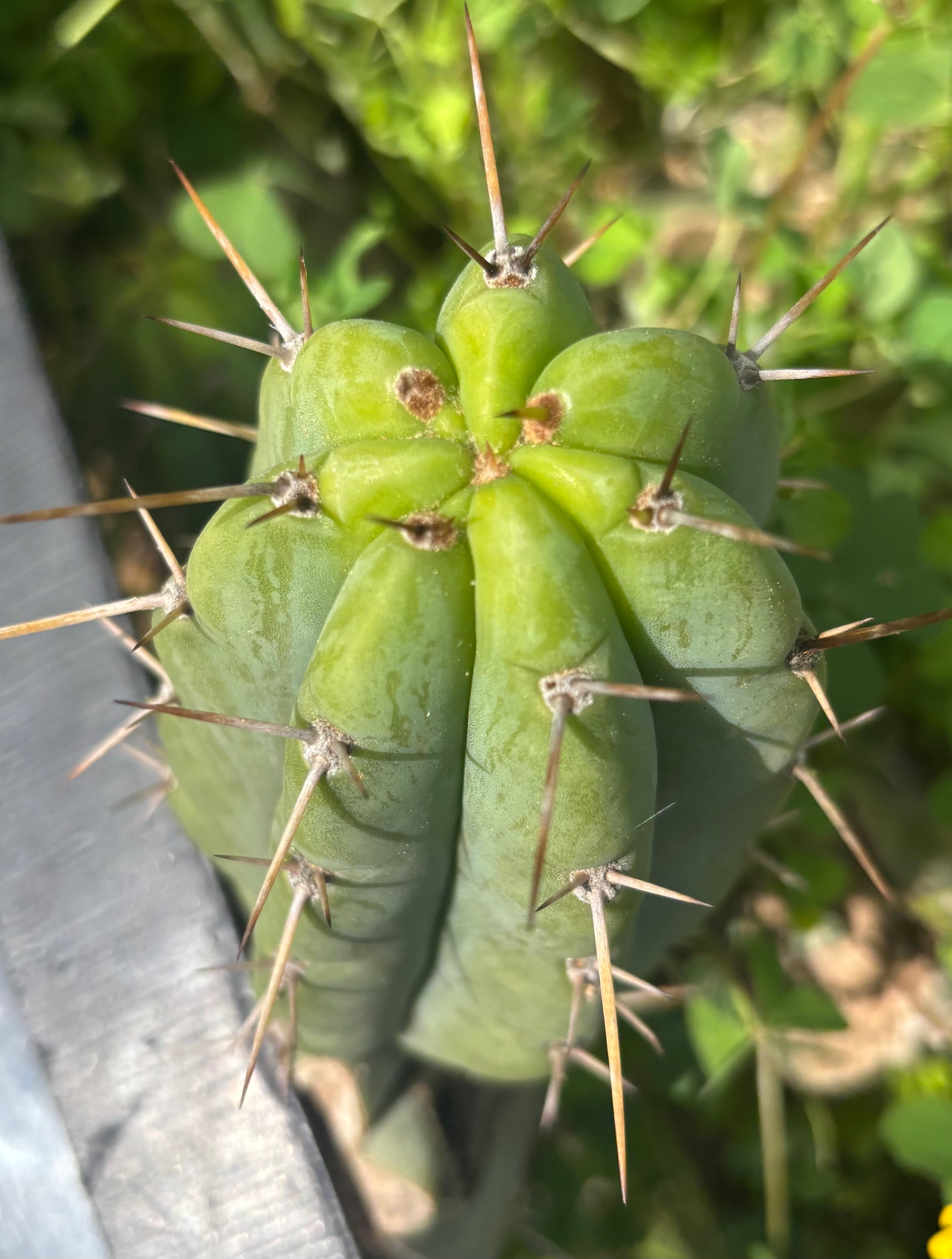 Custom Listing for Logan T