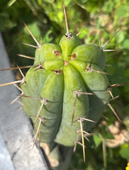 Custom Listing for Logan T