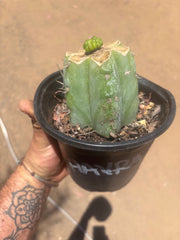 💎👑💎 Havran — Pup Graft on Rooted Shine01