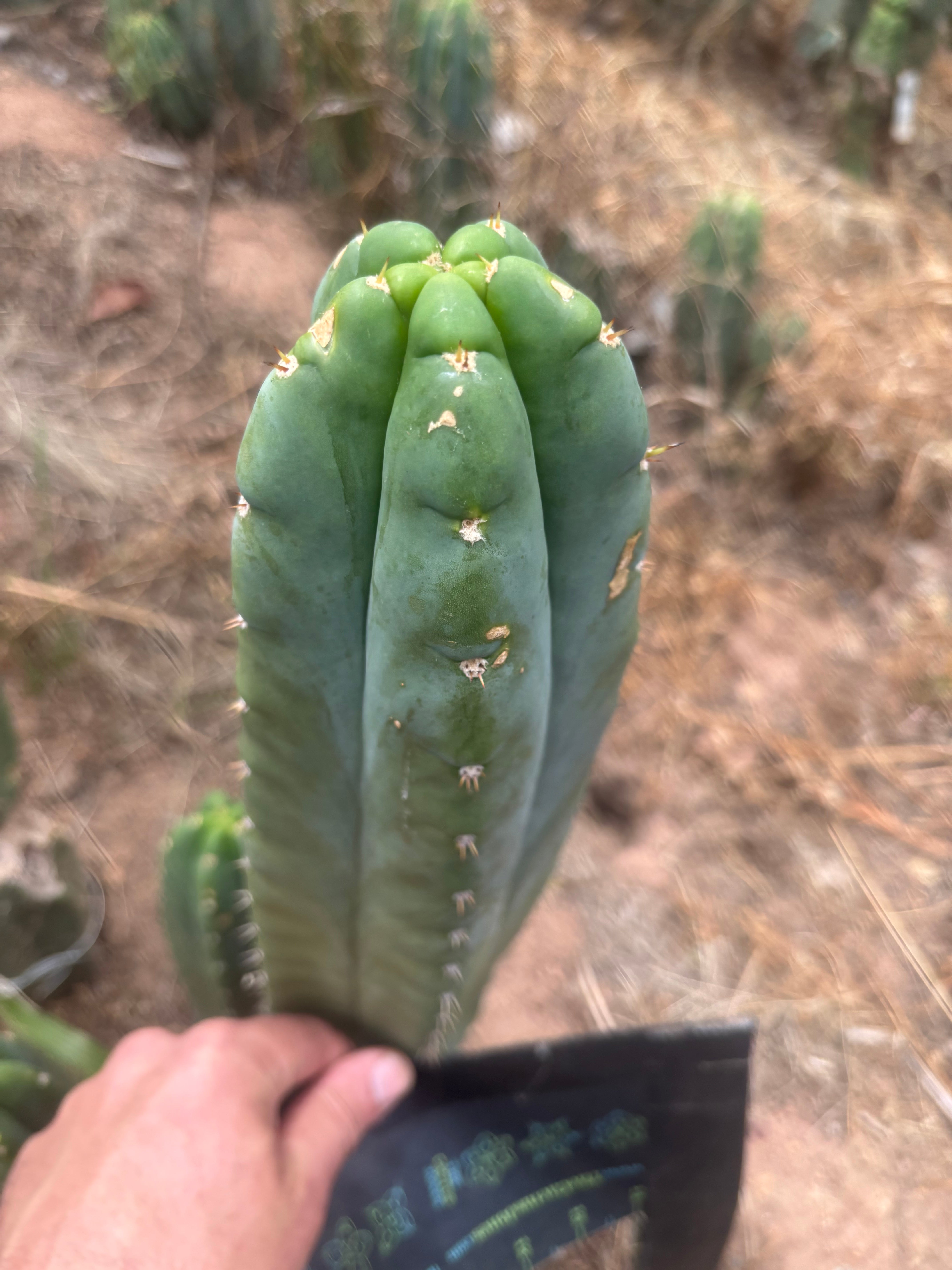 💎👑🌶️ Bob’s Colossus — Beefy 10” Tip