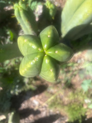 💎👑🌶️ Zulk — XL 13” MELON