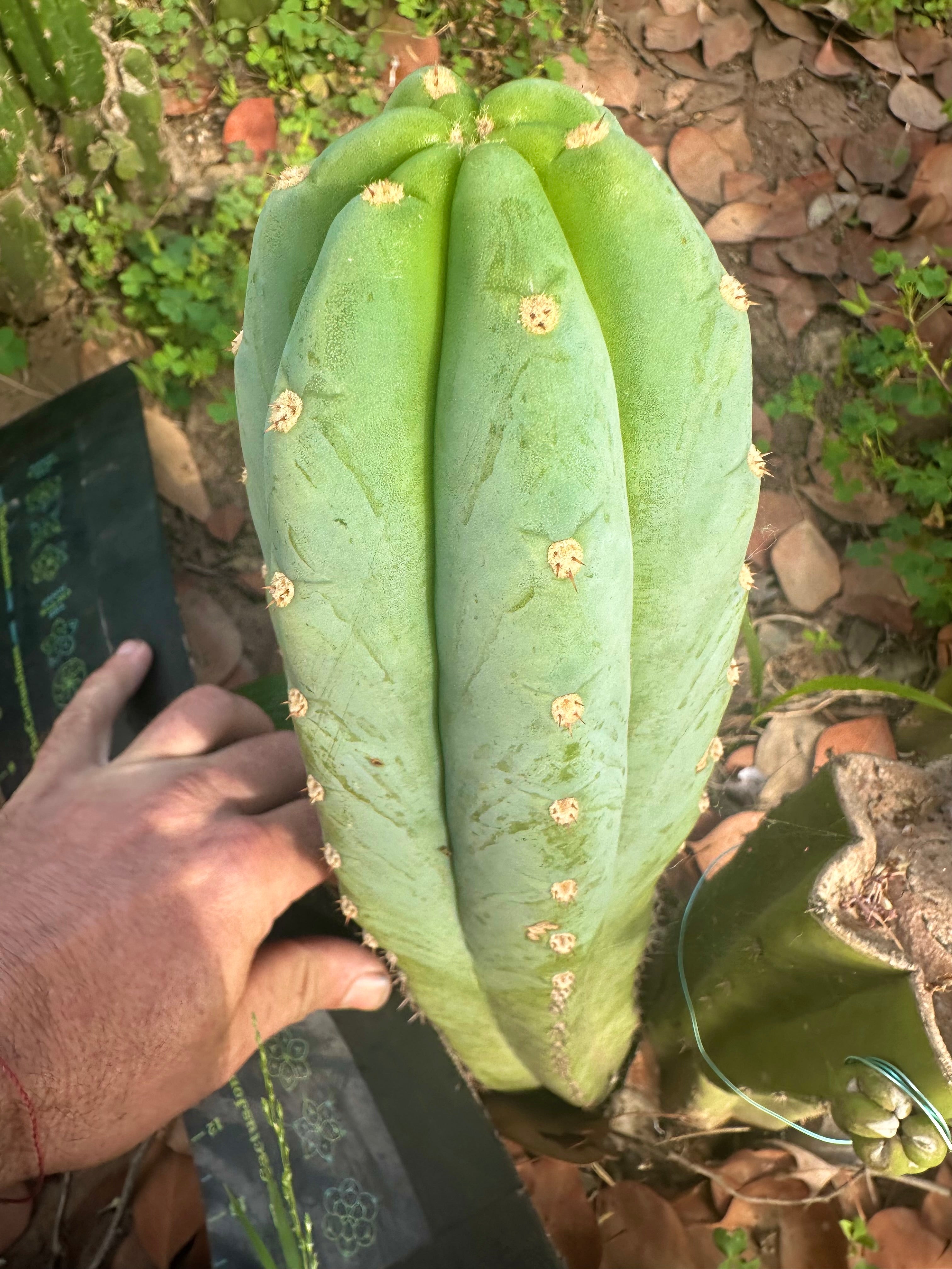 👑🌶️ Tom Juuls Giant — 10” Tip