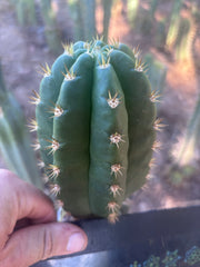 💎👑💎🌶️ CareBear — 5.5” Tip