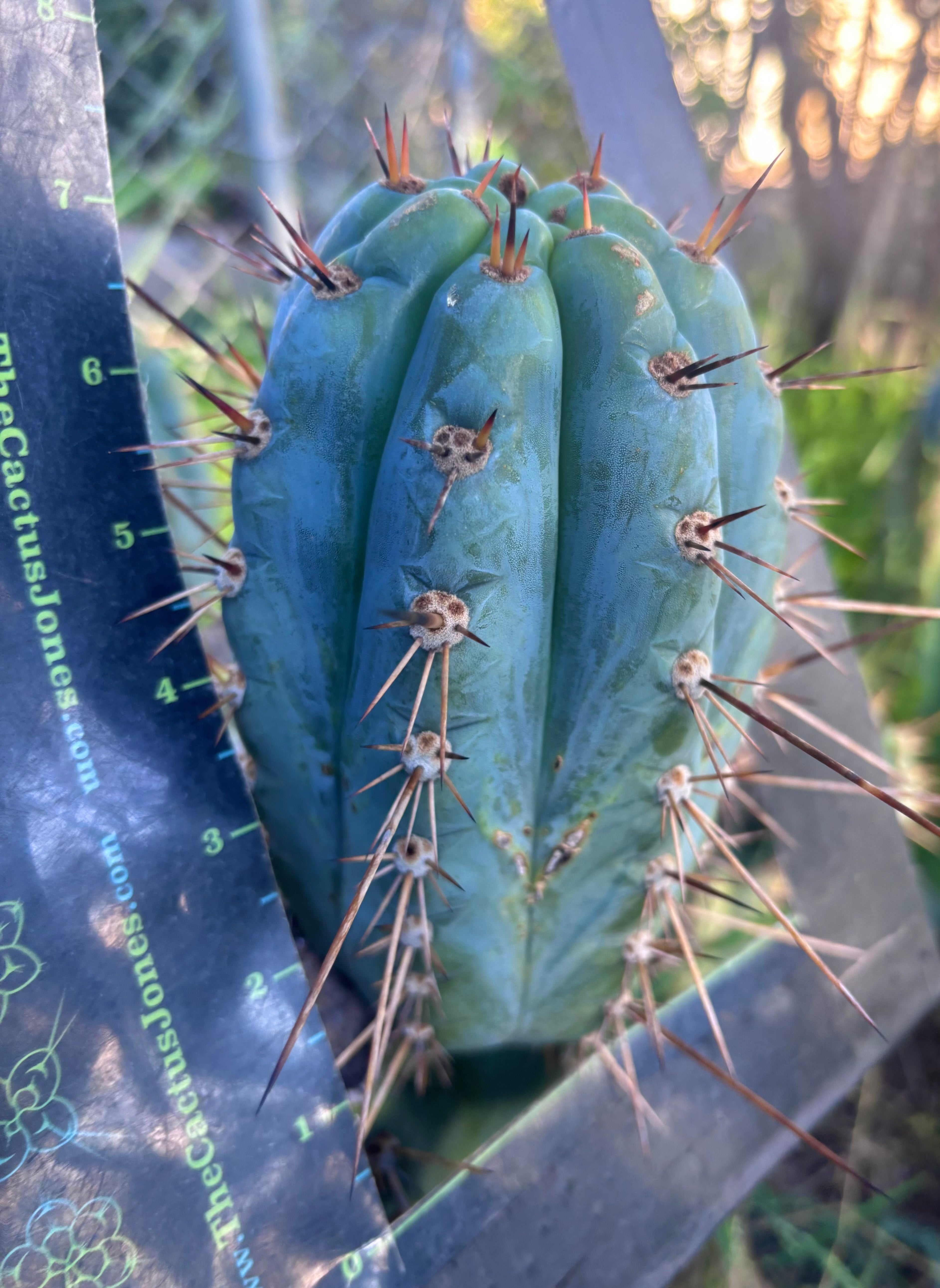 💎👑 Papa Smurf — Fat 7” Grenade