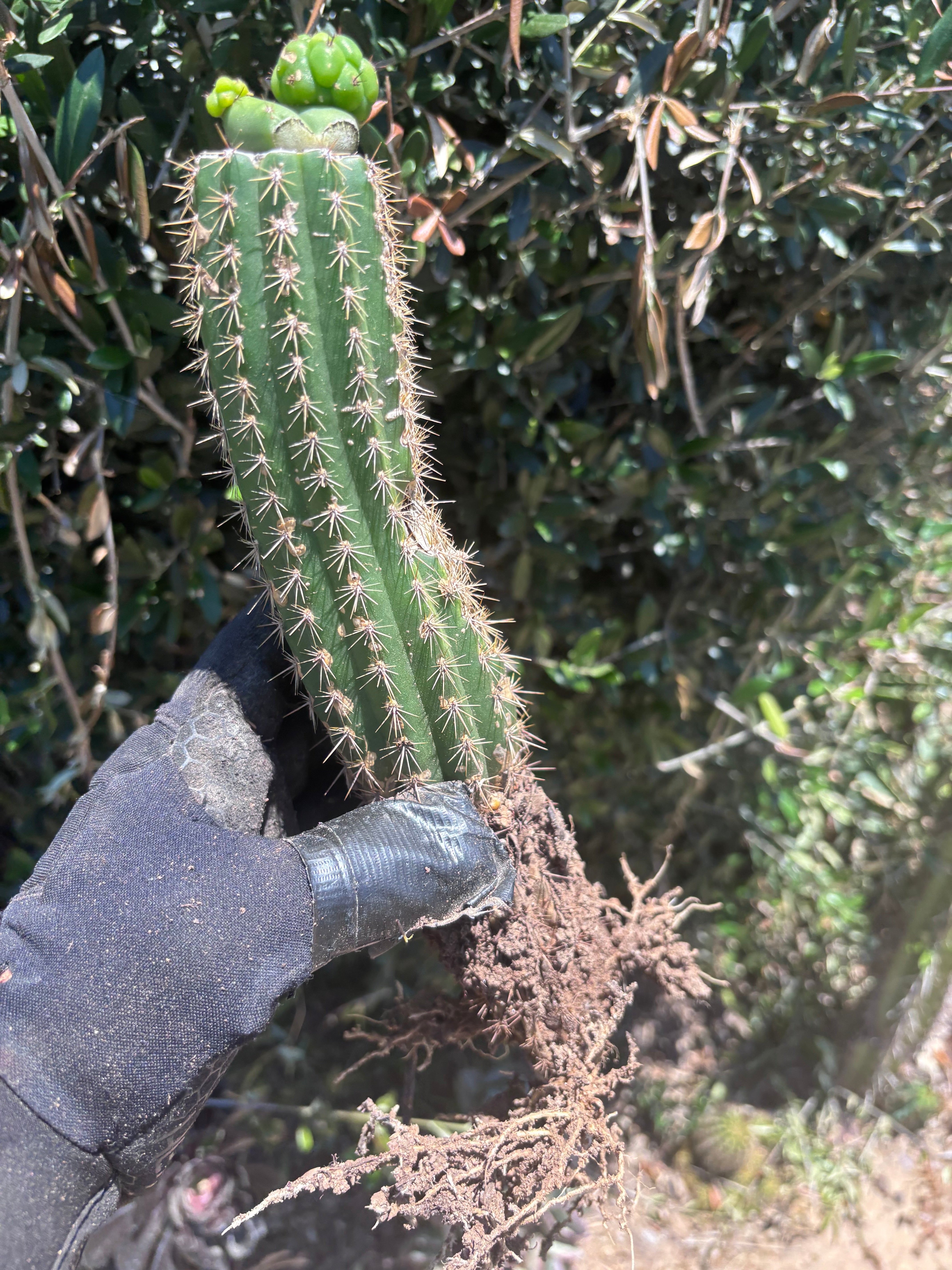 👑🌶️🌶️ KR04 — Another Whole Rooted Graft