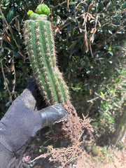 👑🌶️🌶️ KR04 — Another Whole Rooted Graft