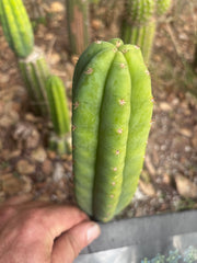 👑🌶️🌶️ KR04 — 6.5” Tip