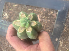 👑💎🌶️  CSD — Another Pup Graft on Rooted Pierre