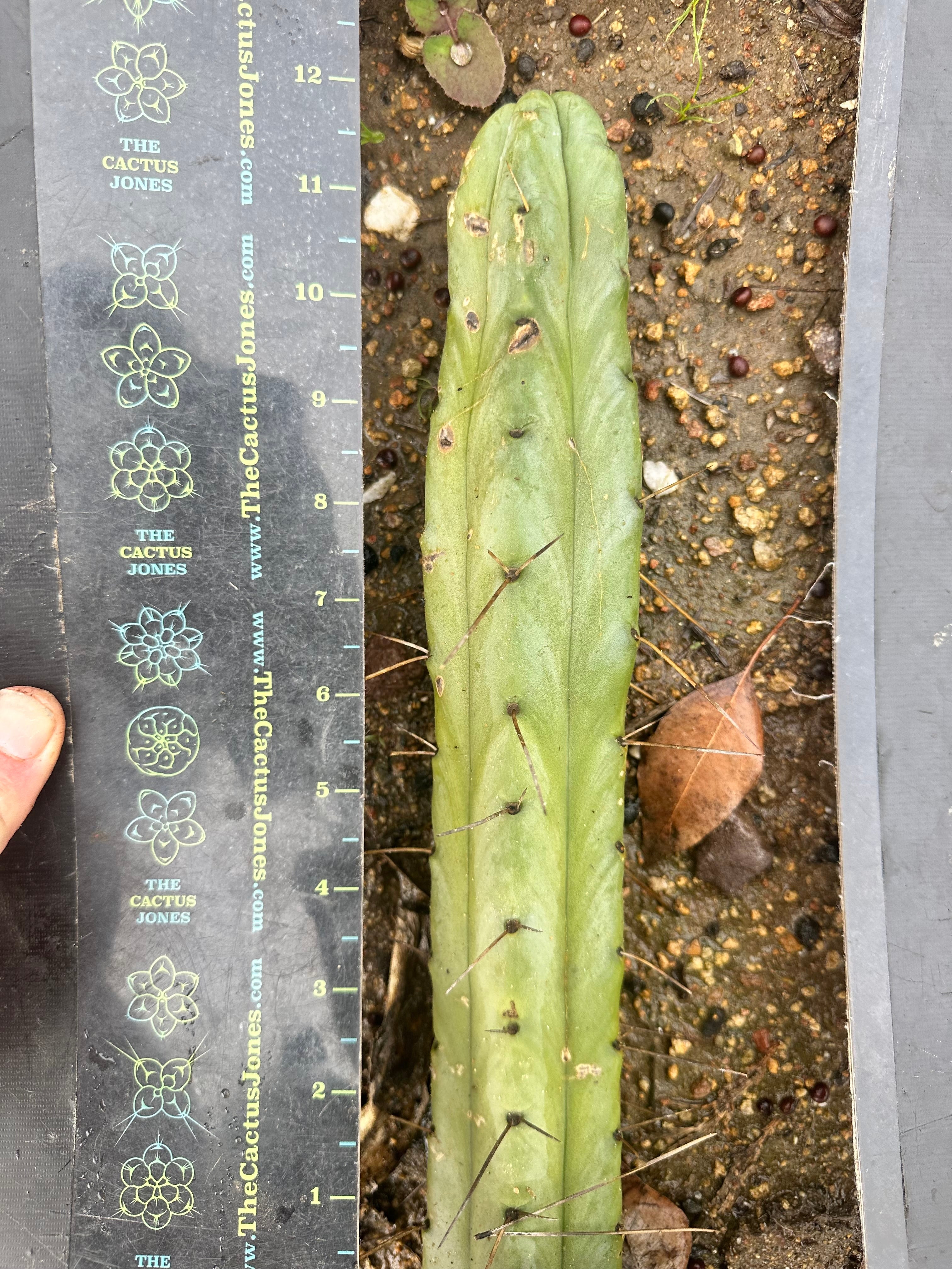 🌶️🌶️ Dulzura 12” MIDS