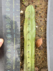 🌶️🌶️ Dulzura 12” MIDS