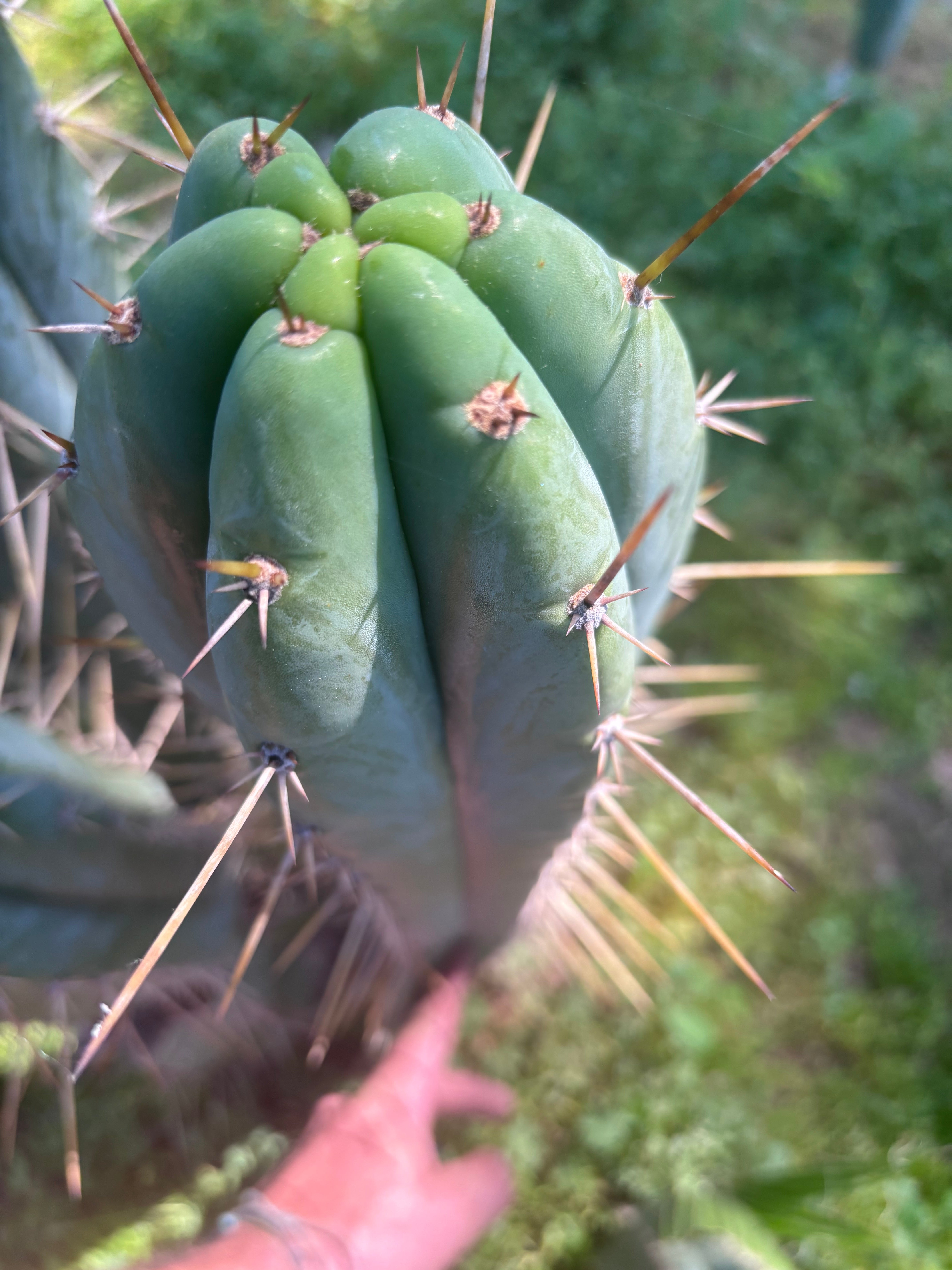 💎 Huarazensis x Bertha —  Massive 14” Tip