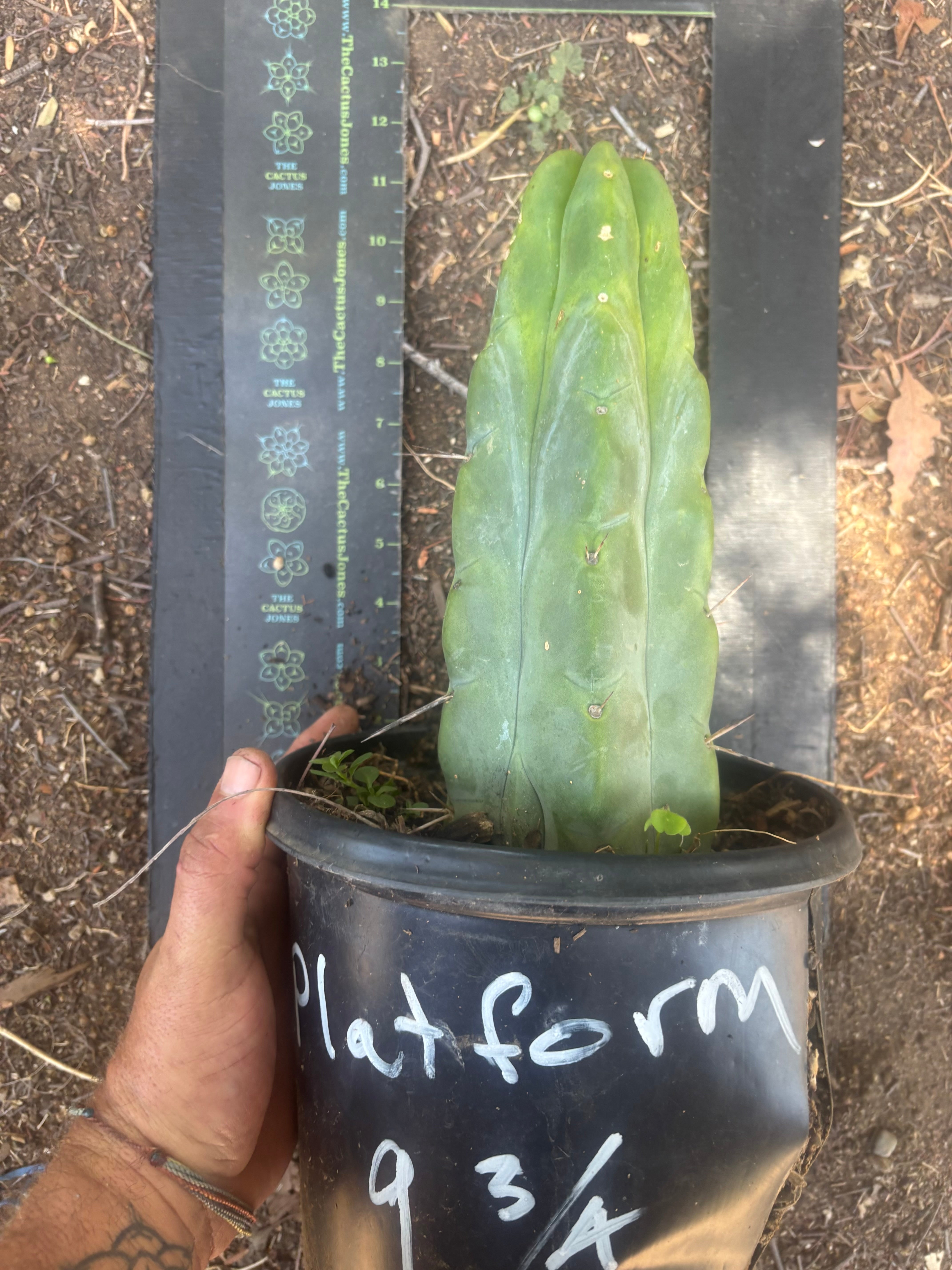 💎👑🌶️ Platform 9 3/4  — Beefy 11”Rooted Tip