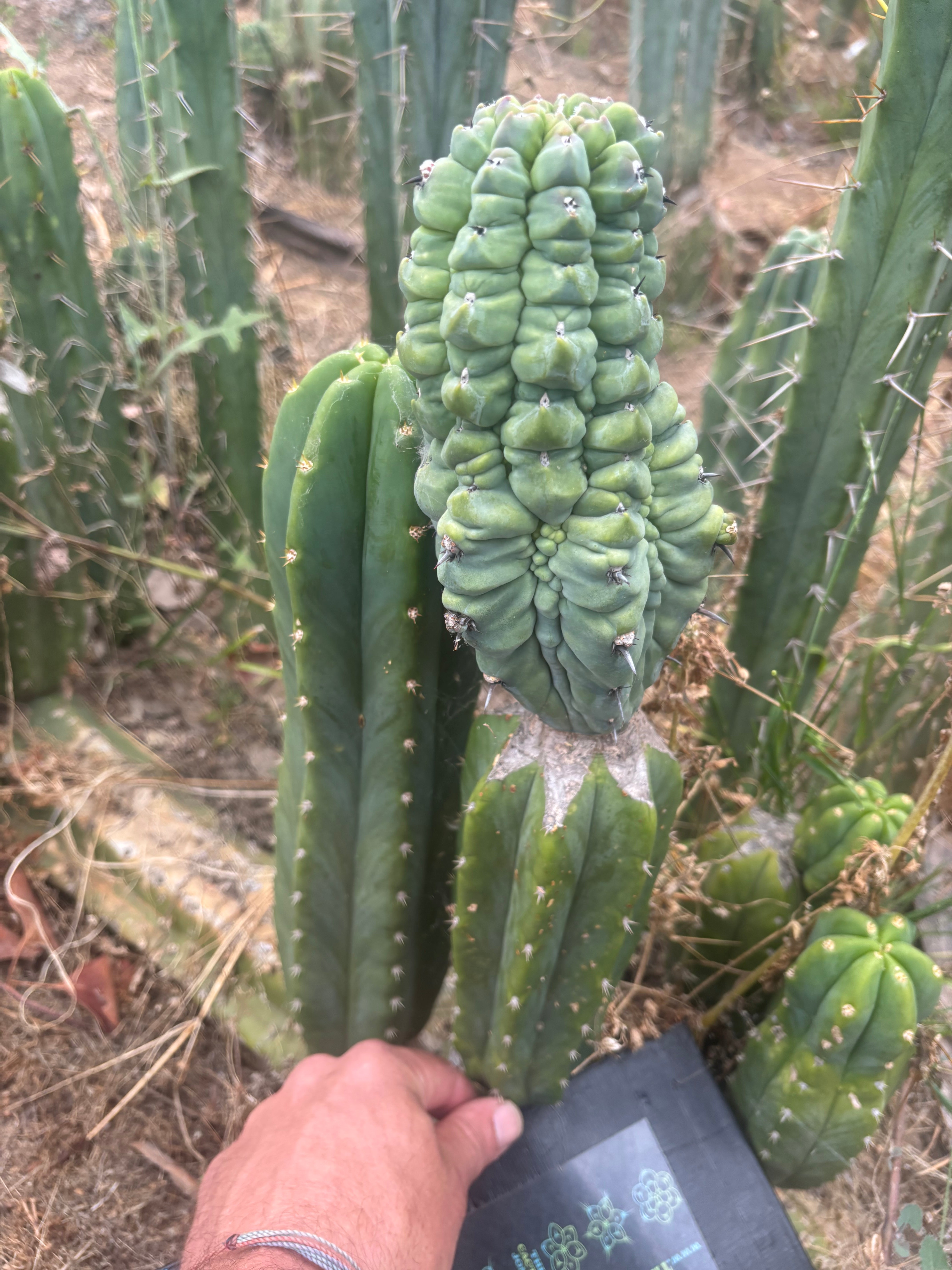 👑💎 Glorp — Another XL Graft