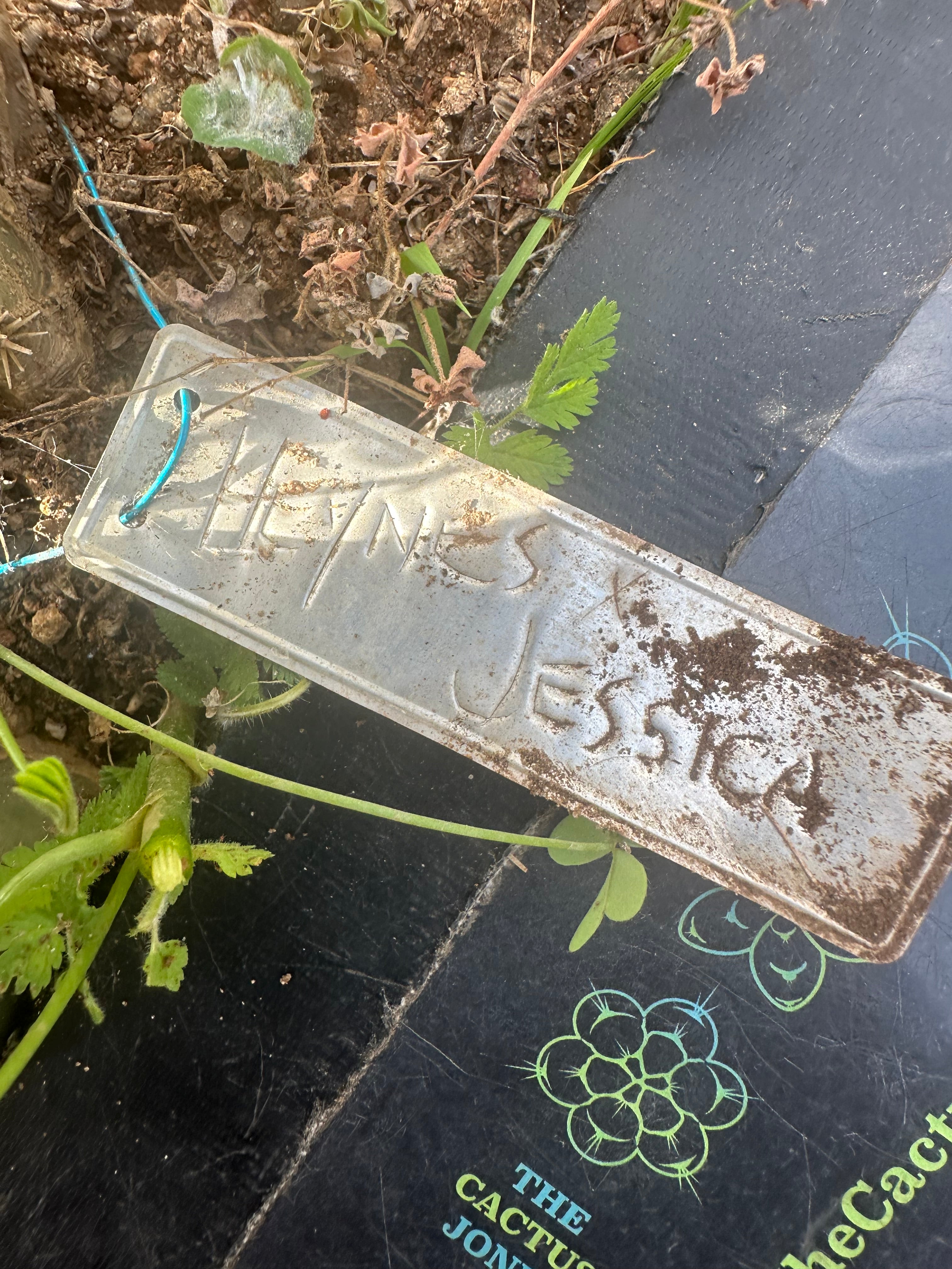 Heynes x Jessica  — XL 14” Tips