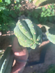 👑🌶️  Ichoca — 8” Tip
