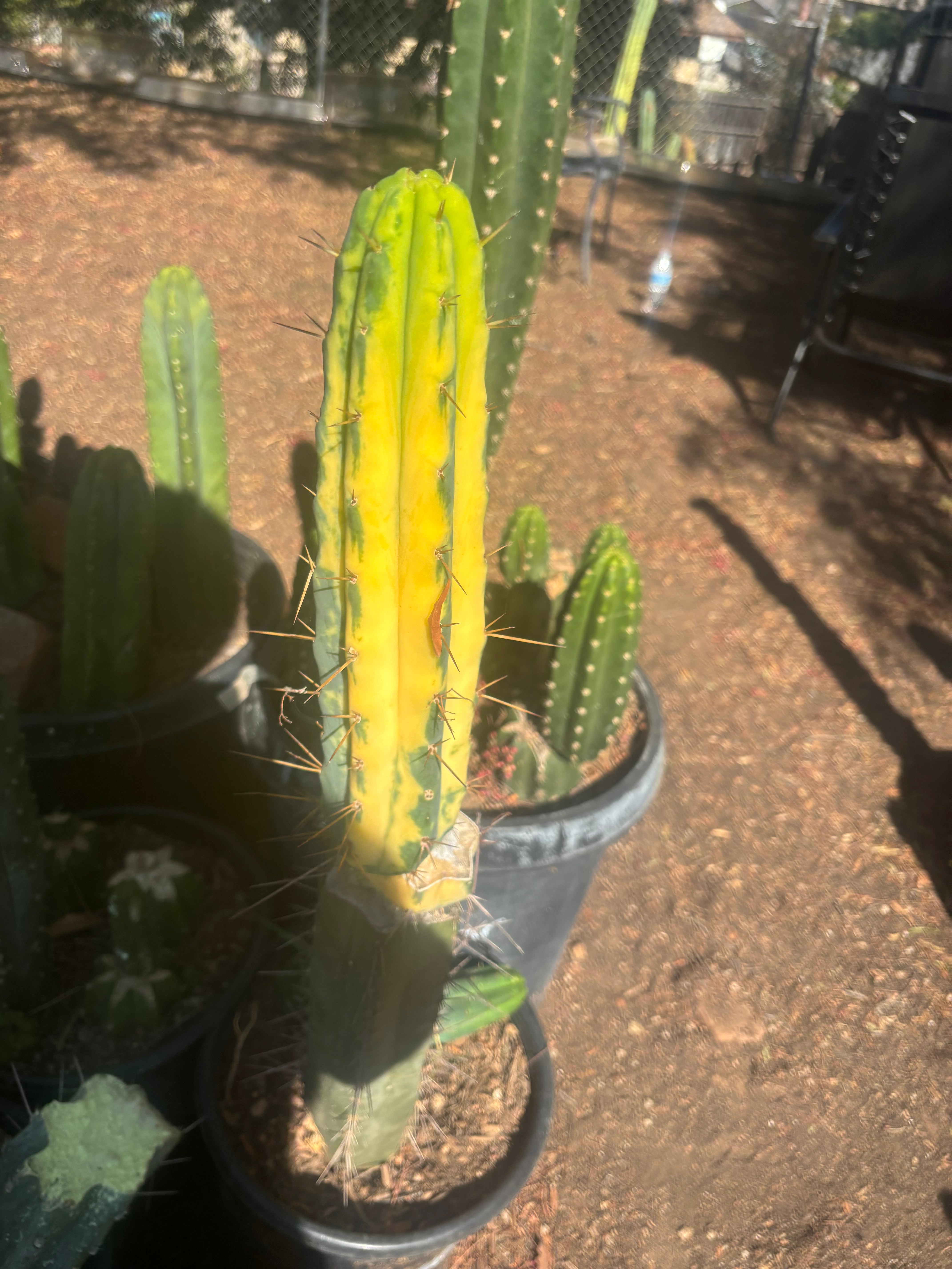 💎👑💎🌶️ Vari Heavy  — Perfect 7” Tip