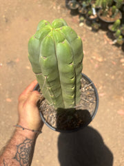 👑🌶️🌶️  Jiimz Twin — FAT Rooted 11” Tip