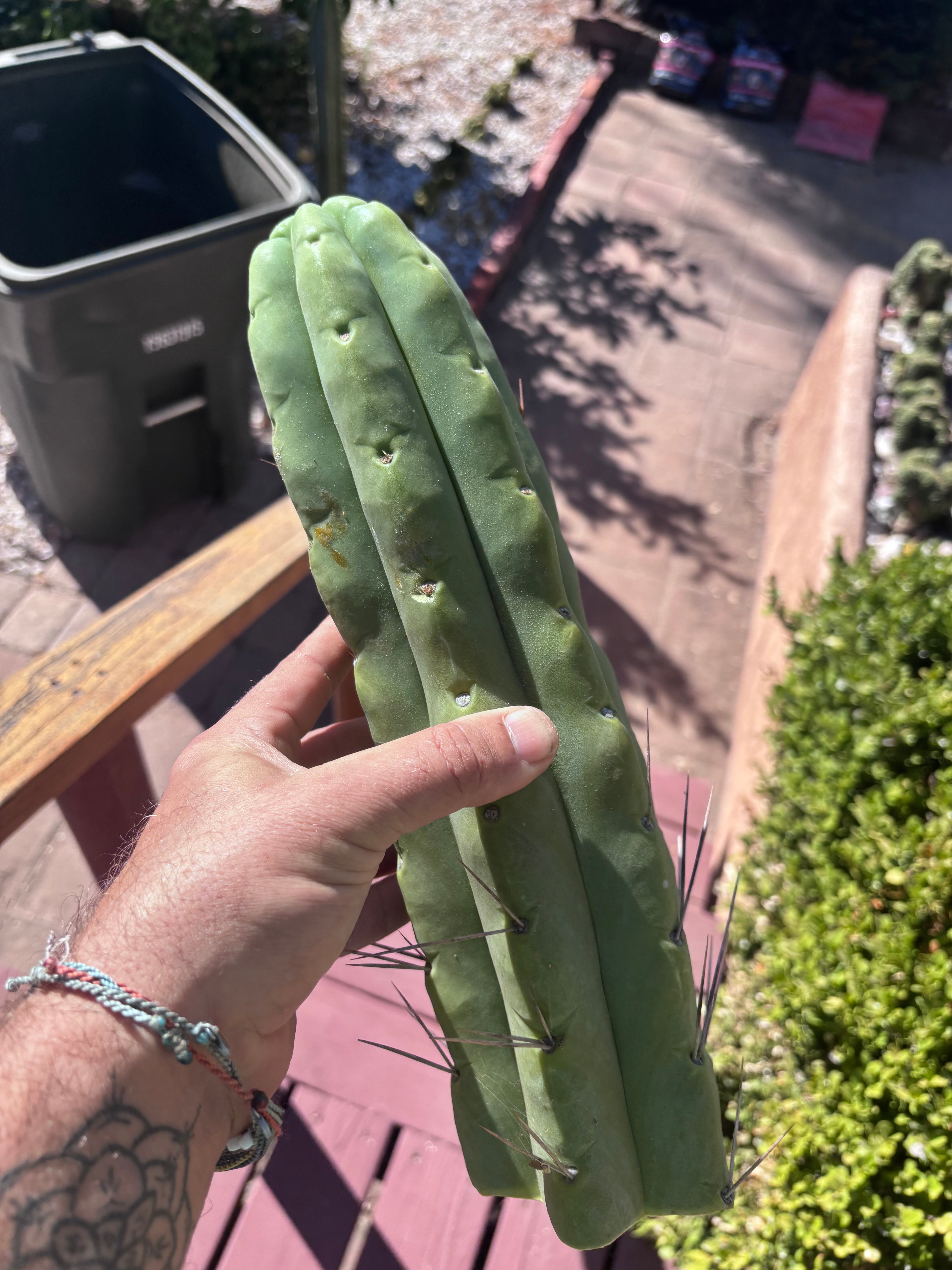 👑💎🌶️🌶️ Eileen — XXL 14” (Tip #3)