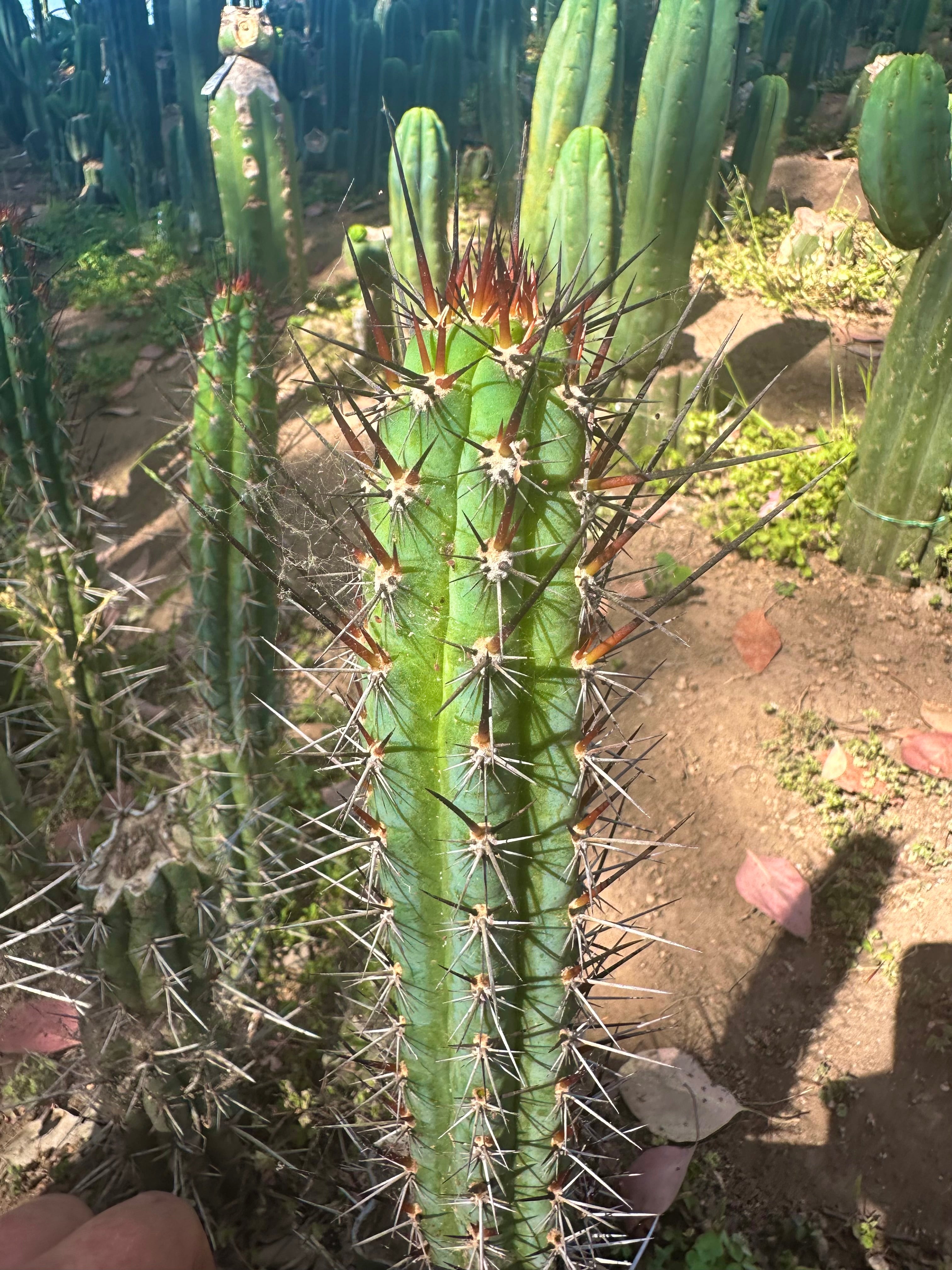 👑 SS04 — 10” Pup