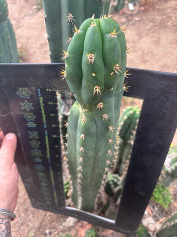 👑🌶️ Huancabamba — XL 17” Tip
