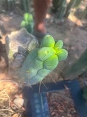 👑💎🌶️ Caballero — 11” Pup