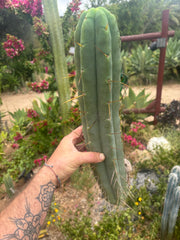 👑💎🌶️🌶️ Eileen — 17” Mega Tip