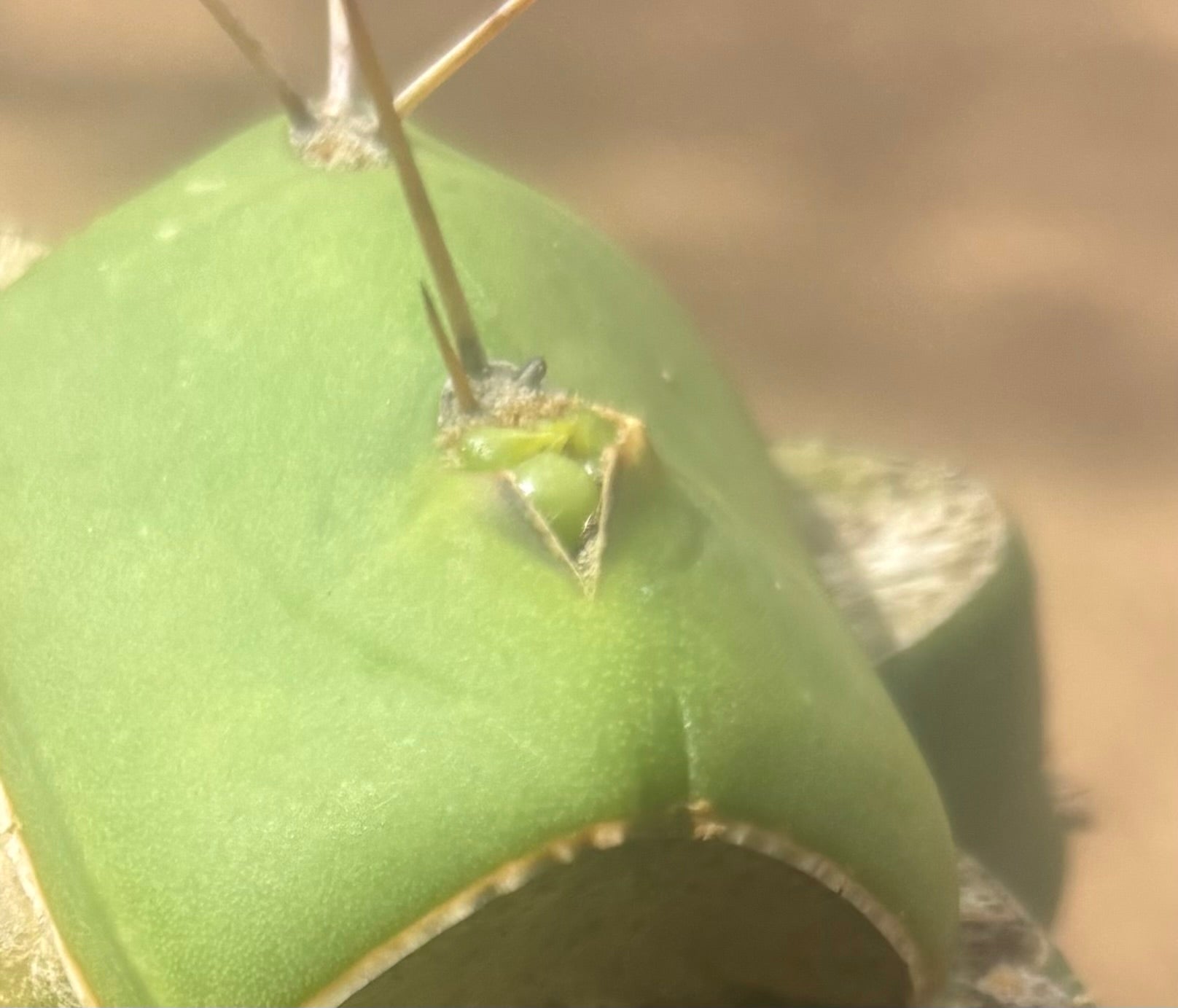 💎👑💎 Salad Fingers — Rooted Slab Graft w/ Pup Starting