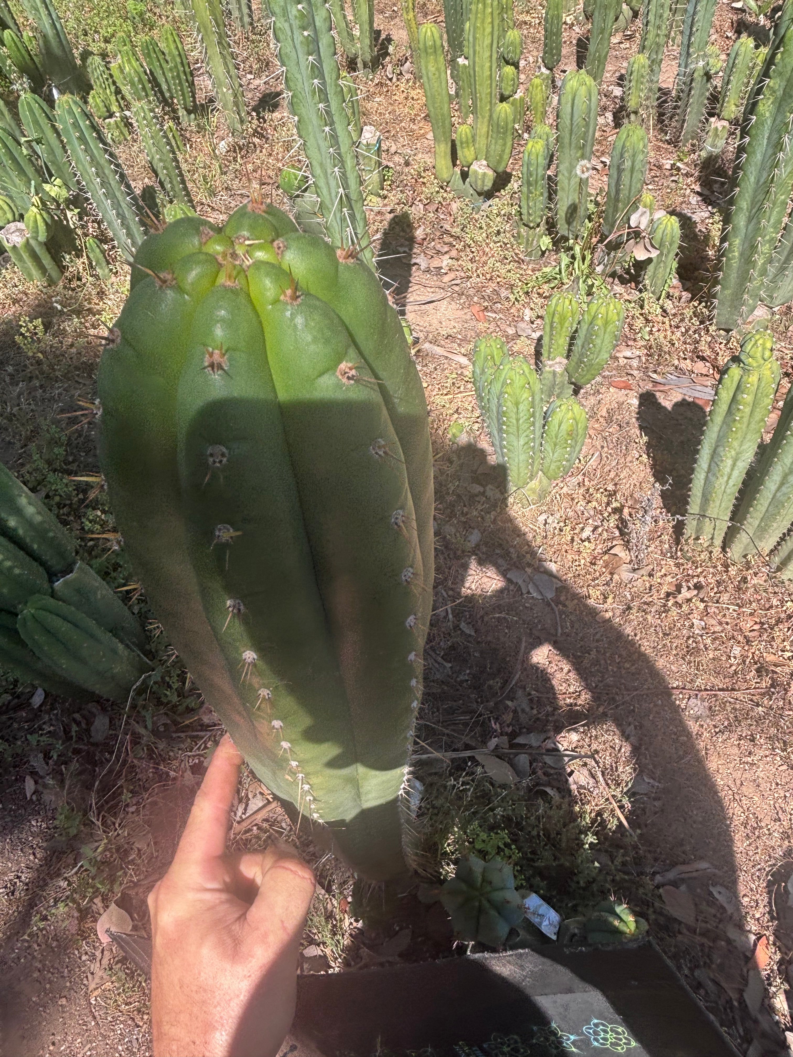 💎👑🌶️ Torres & Torres — XL 14” Tip