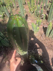 💎👑🌶️ Torres & Torres — XL 14” Tip