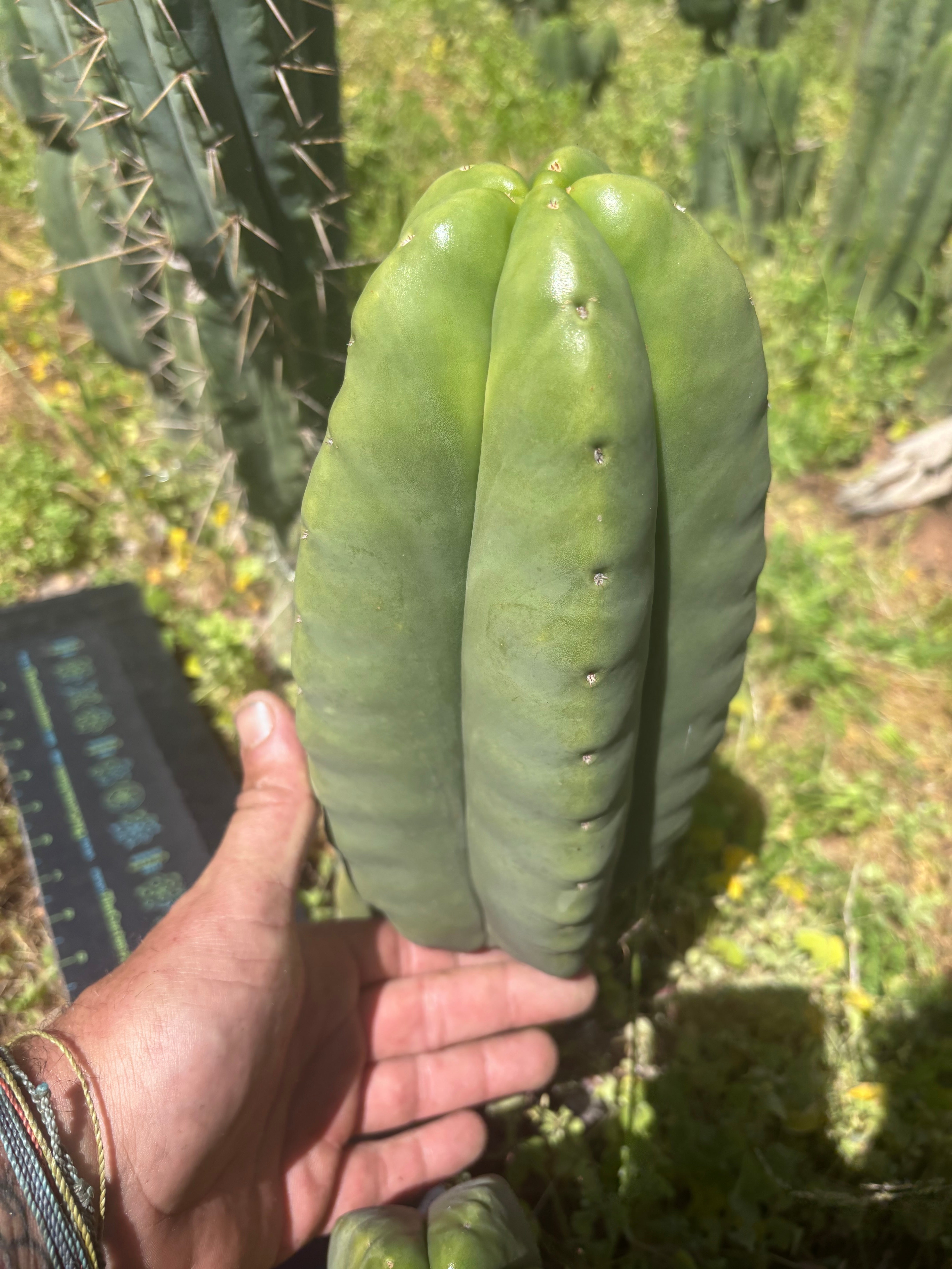 👑💎 MBBB Scop — 9” Melon 🍈