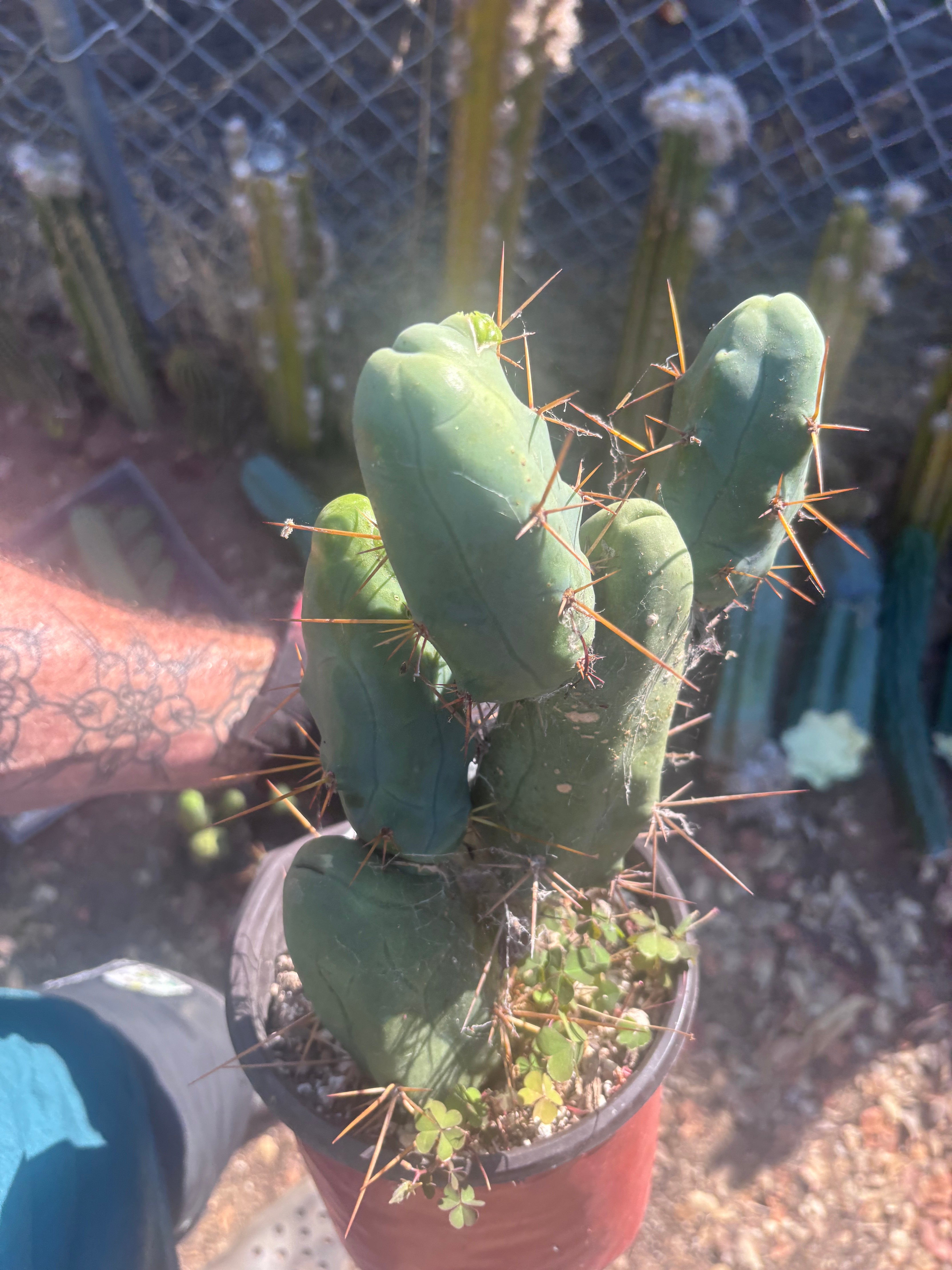 👑🌶️🌶️  TBM Clone B — Large, Fully Rooted